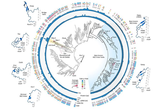 phylogenetic-tree.jpg