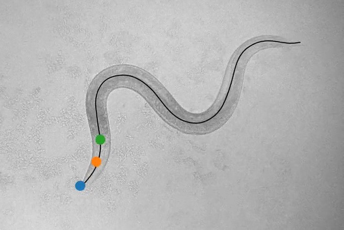 c-elegans-worm-movement-00_0.jpg