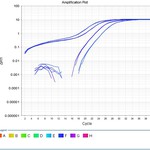Amplification Plot Too Conc.jpg