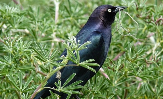 Sean Brenner (via UCLA Newsroom).