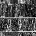 8) Images of charred wood analyzed under a microscope - Credit - Manfroi et al.jpg