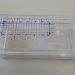 LabTek dish with marked spots.