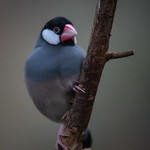 Java sparrow (2).jpg