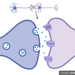 Synaptic Cleft (Horizontal).png